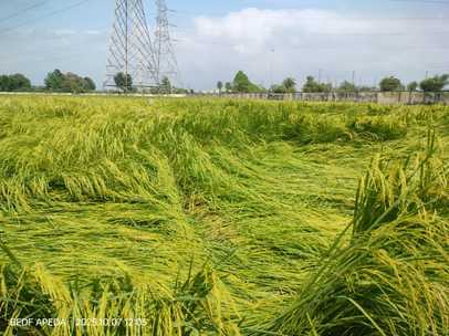 mathaparama-brasha-ka-satha-cal-taja-hava-ka-karanae-gara-thhana-ka-fasal_50a365822a12424e4eb14e8ffea2bea5